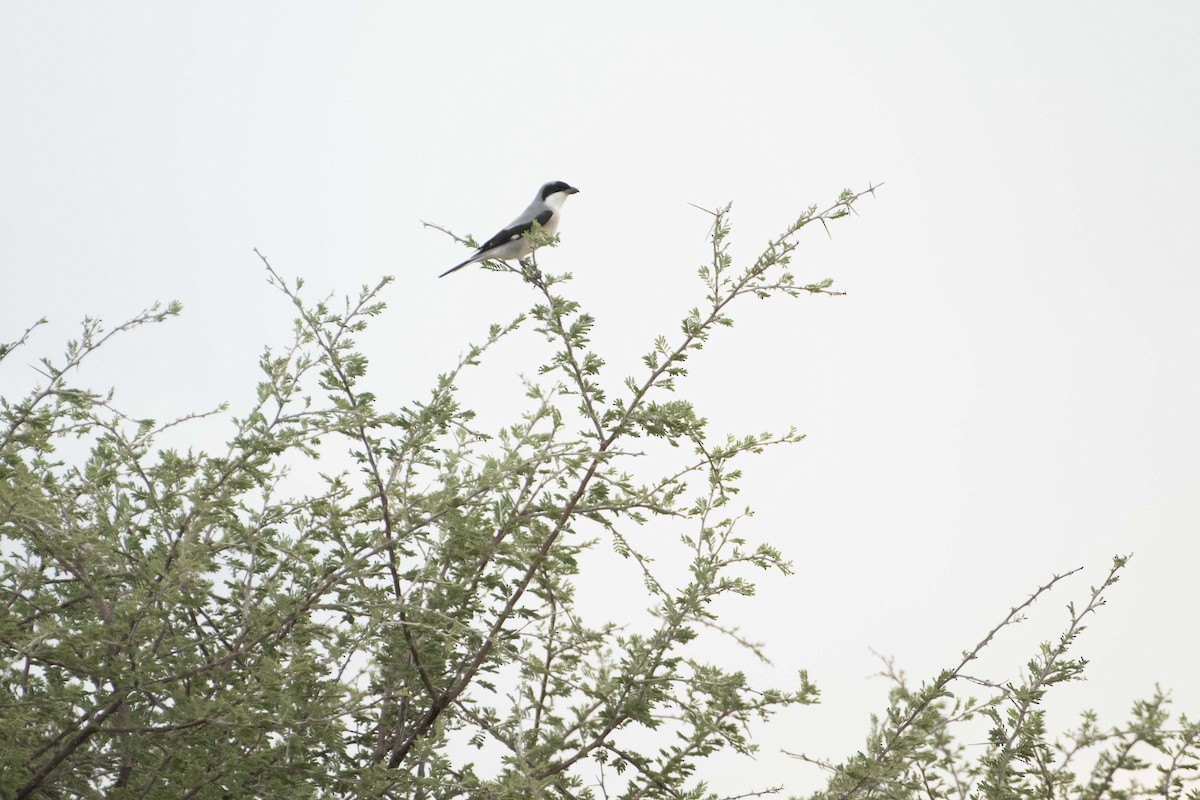 Lesser Gray Shrike - ML622303411