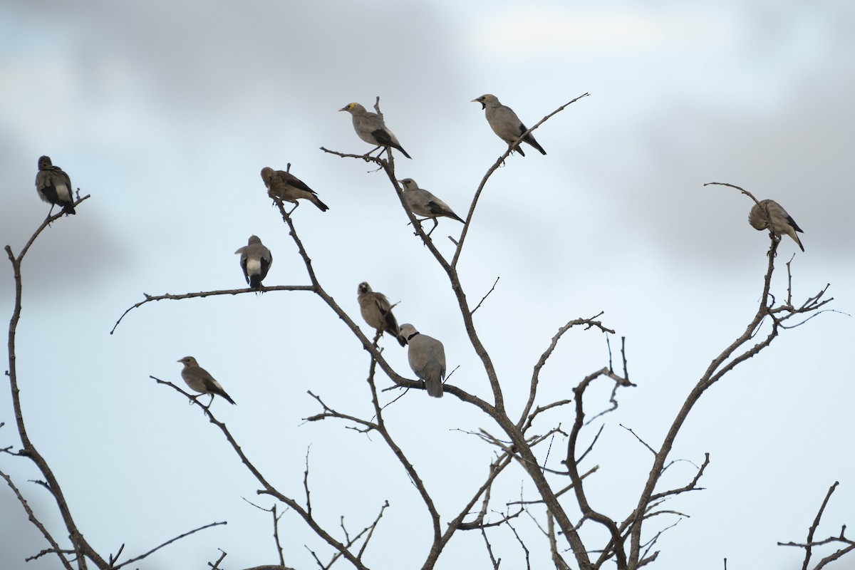 Wattled Starling - ML622303412