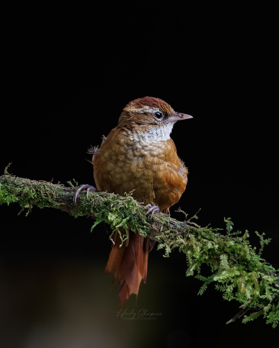 Ruddy Treerunner - ML622303452
