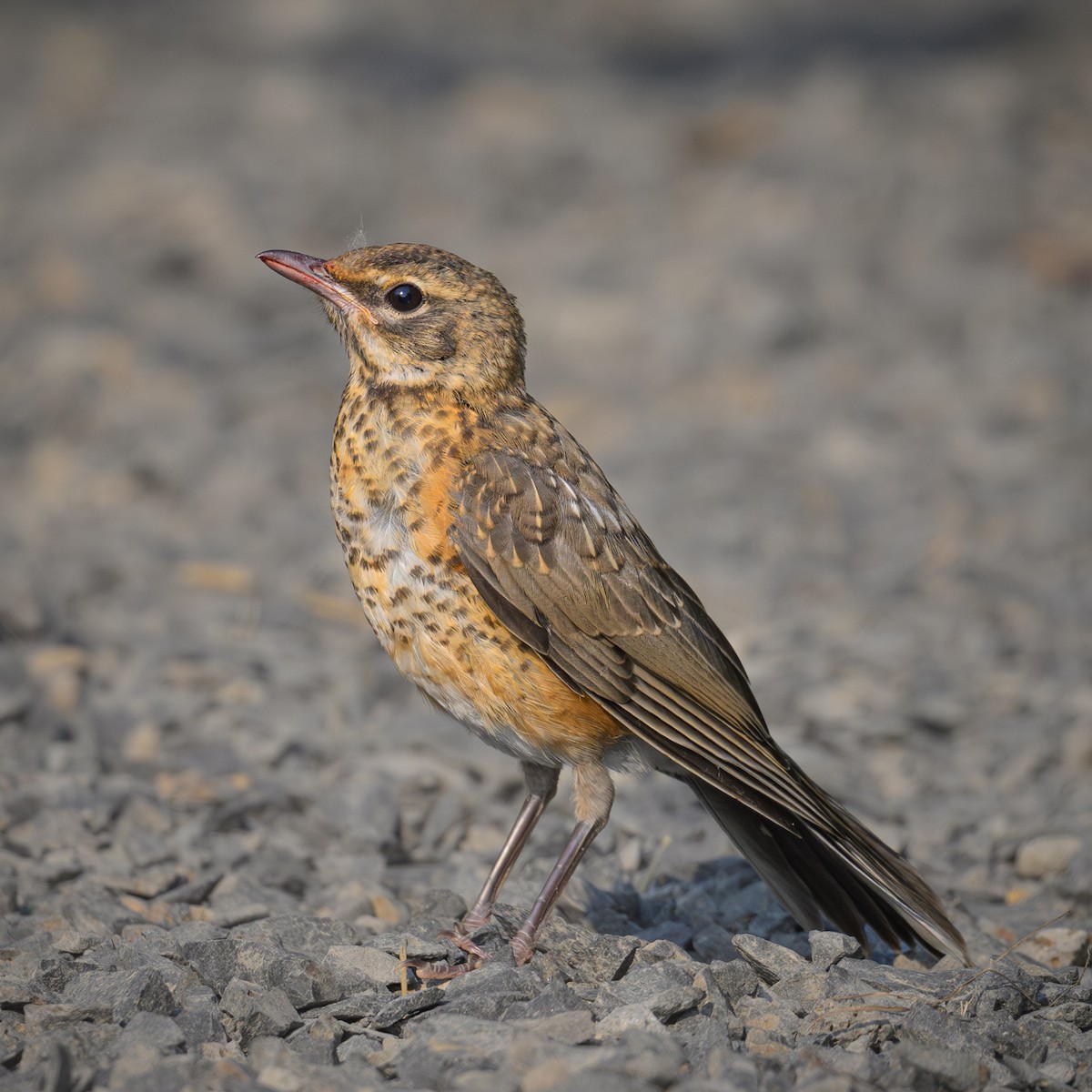 American Robin - ML622303453