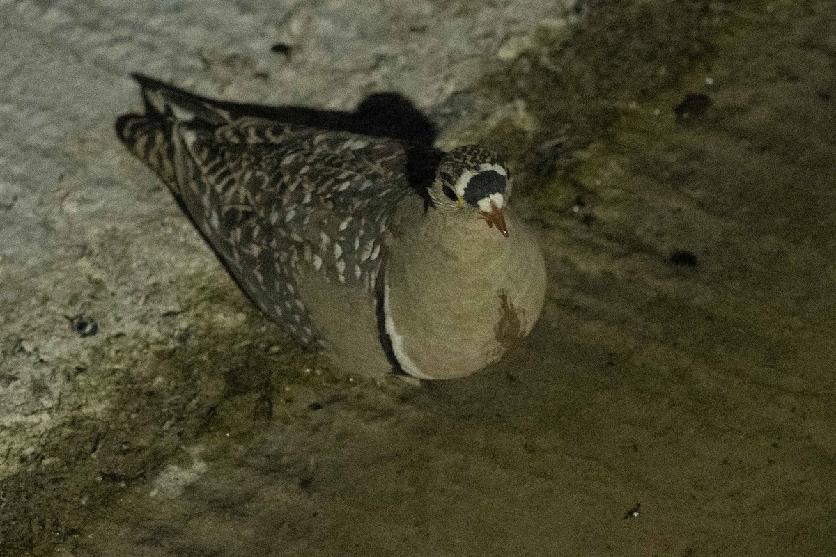 Double-banded Sandgrouse - Finley Dennison