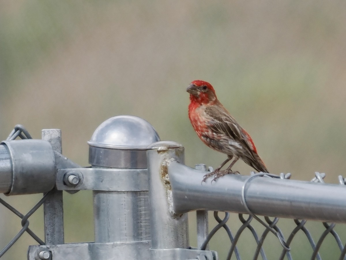 House Finch - ML622303533