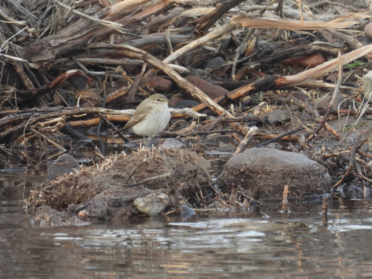 Spot-billed Ground-Tyrant - ML622303540