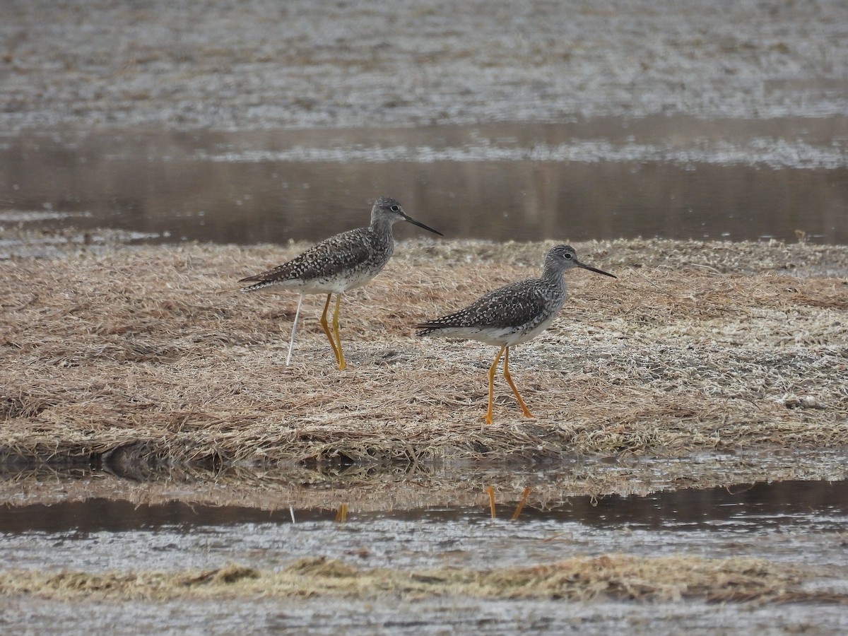 Greater Yellowlegs - ML622303543