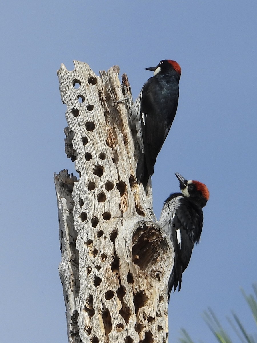 Acorn Woodpecker - ML622303621