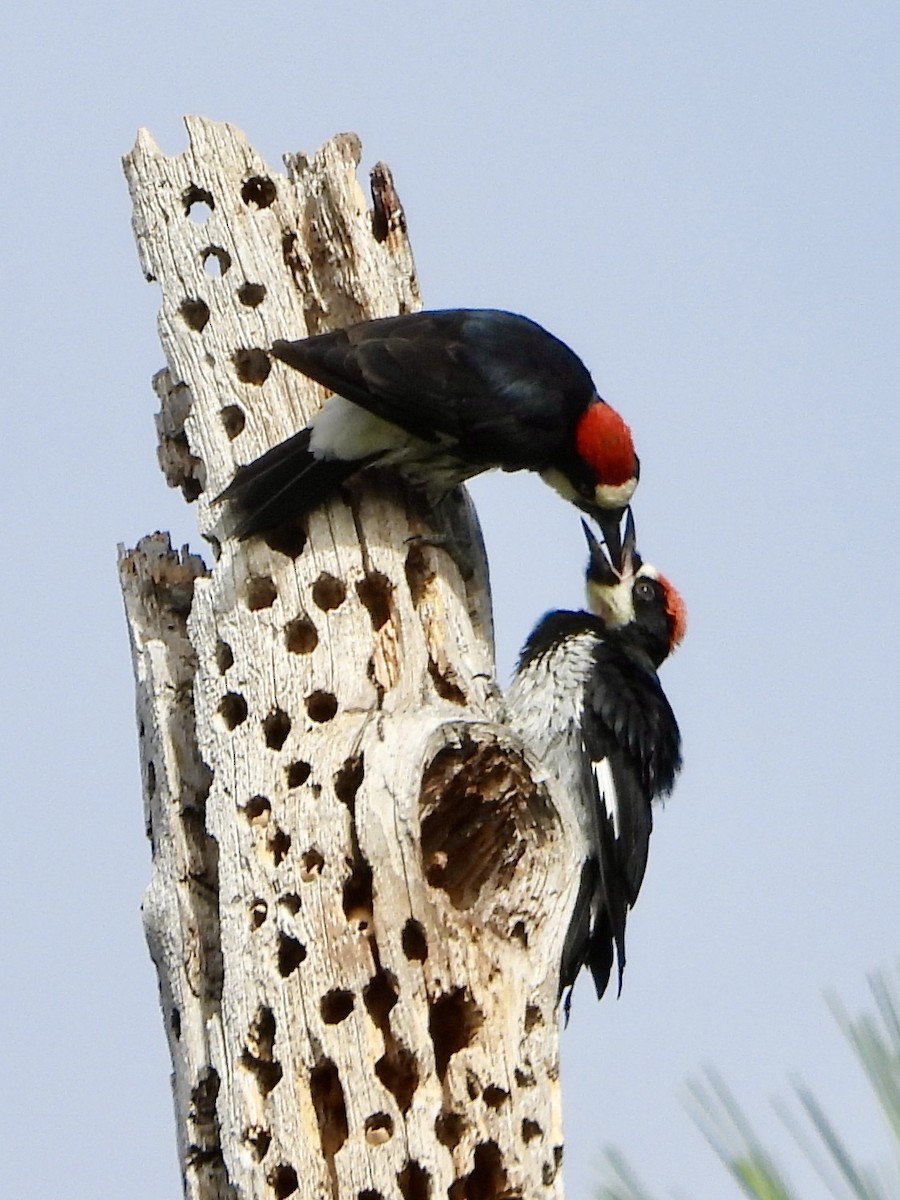 Acorn Woodpecker - ML622303628