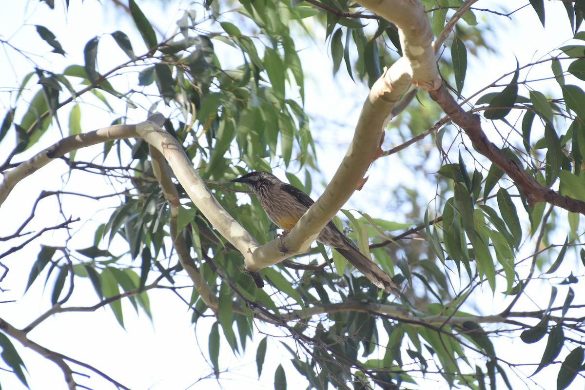 Red Wattlebird - ML622303637