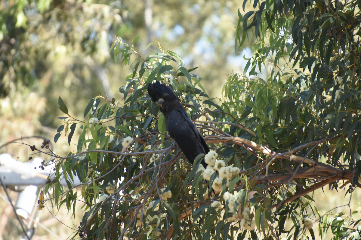 Red-tailed Black-Cockatoo - ML622303641