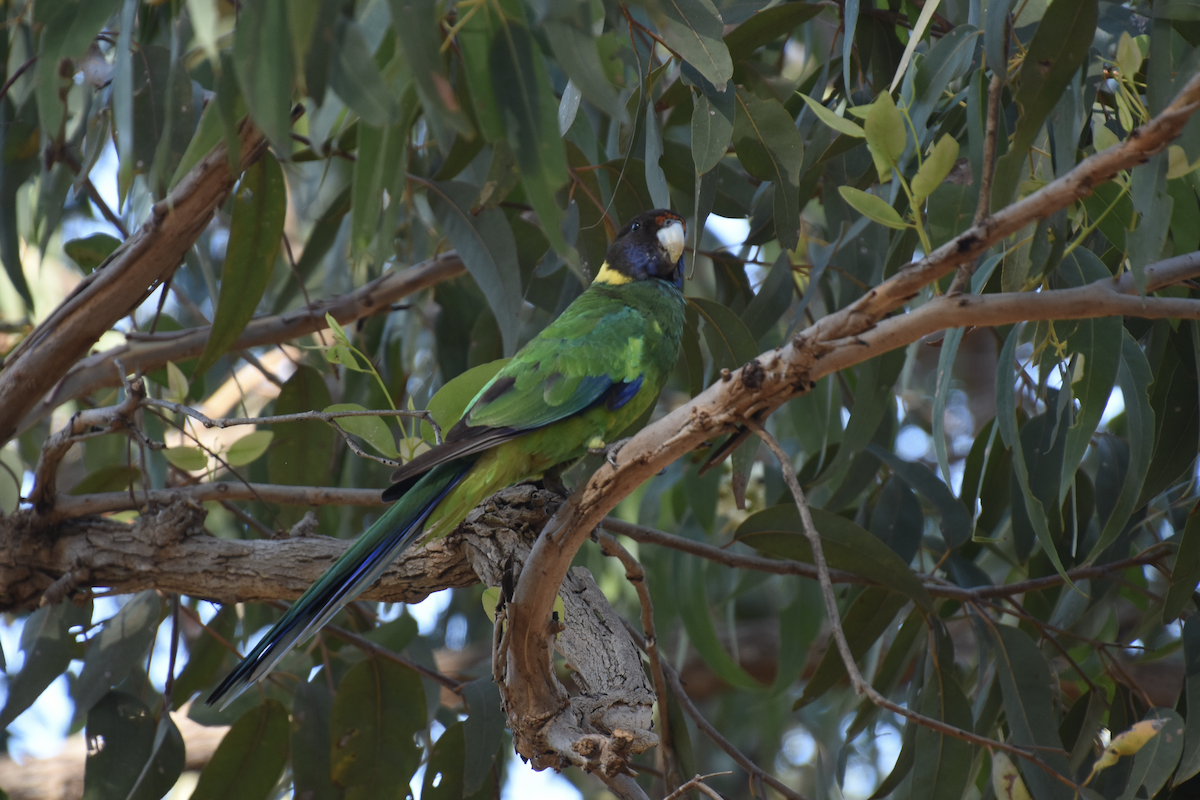Australian Ringneck - ML622303642