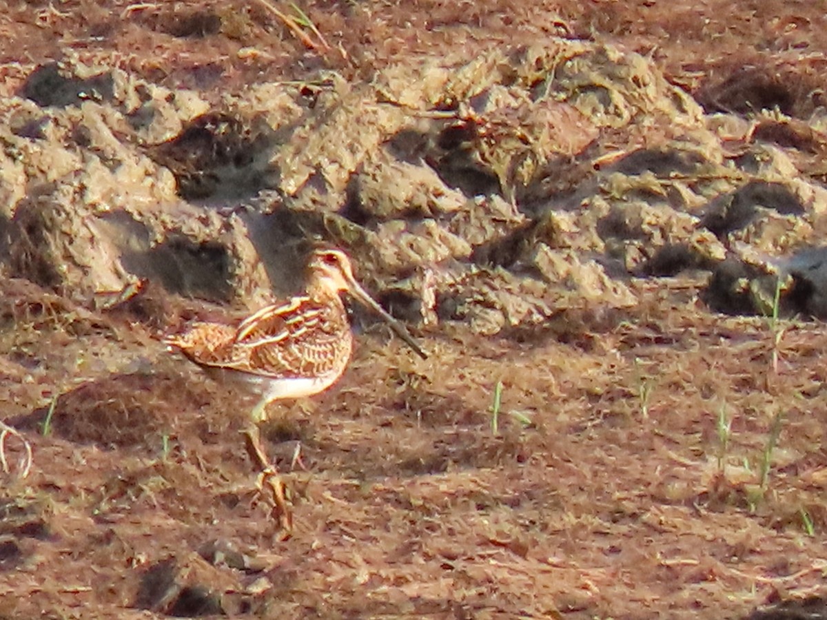 Шөвгөн хараалж - ML622303643