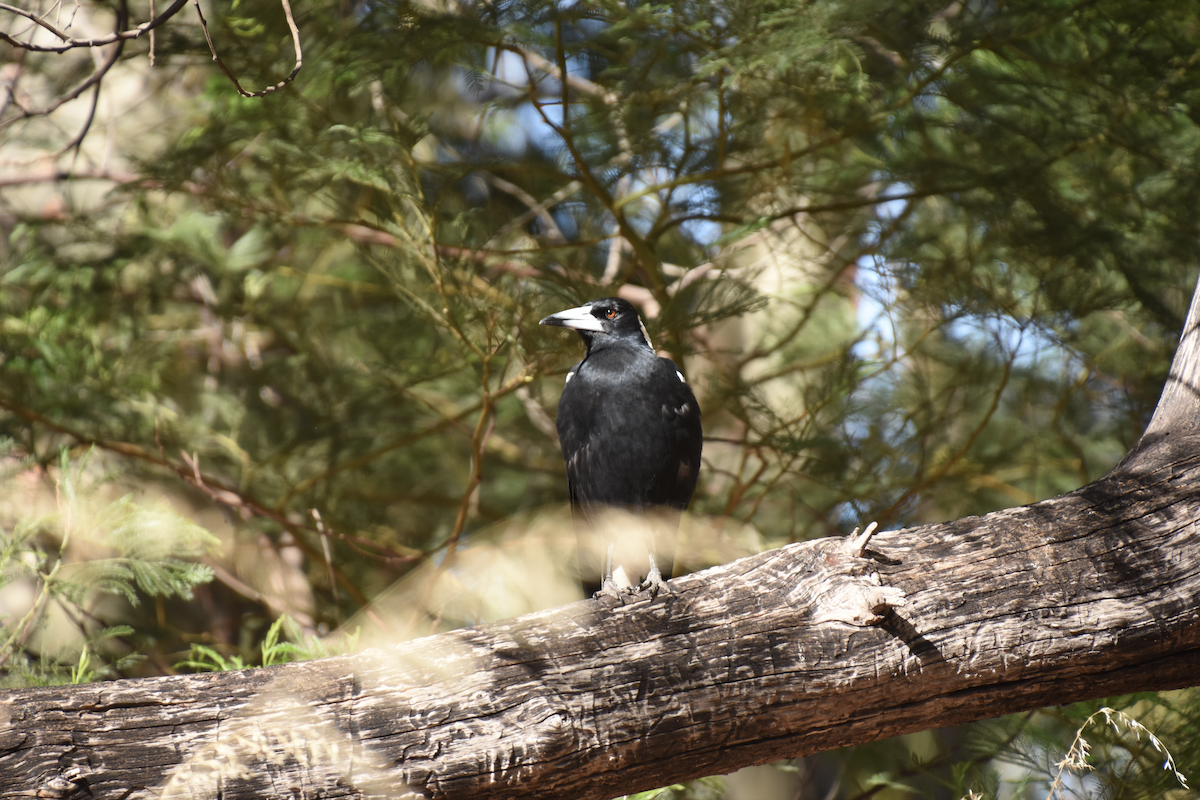 Australian Magpie - ML622303646