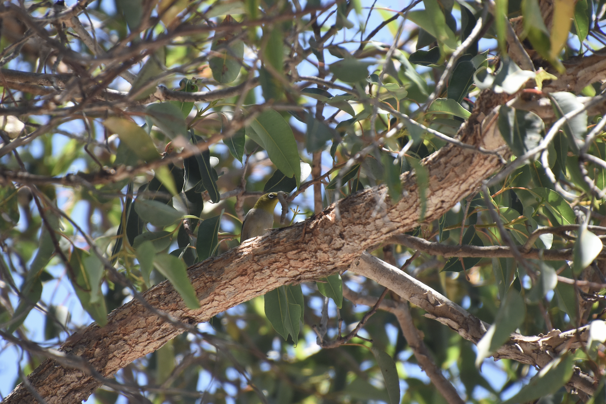 Silvereye - ML622303651