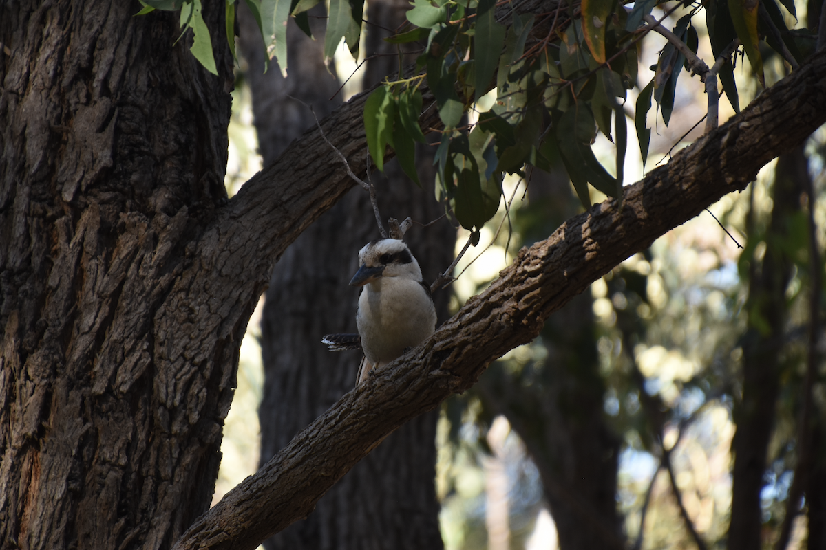 Laughing Kookaburra - ML622303657