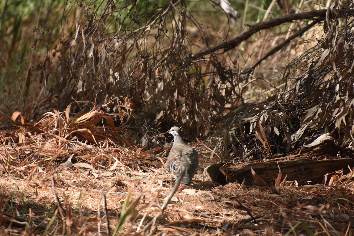 Common Bronzewing - ML622303756