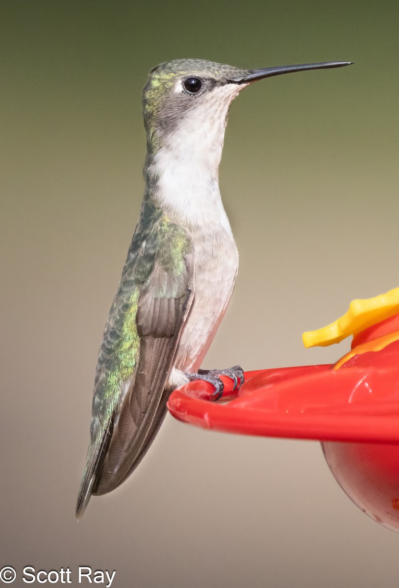 Ruby-throated Hummingbird - ML622303760