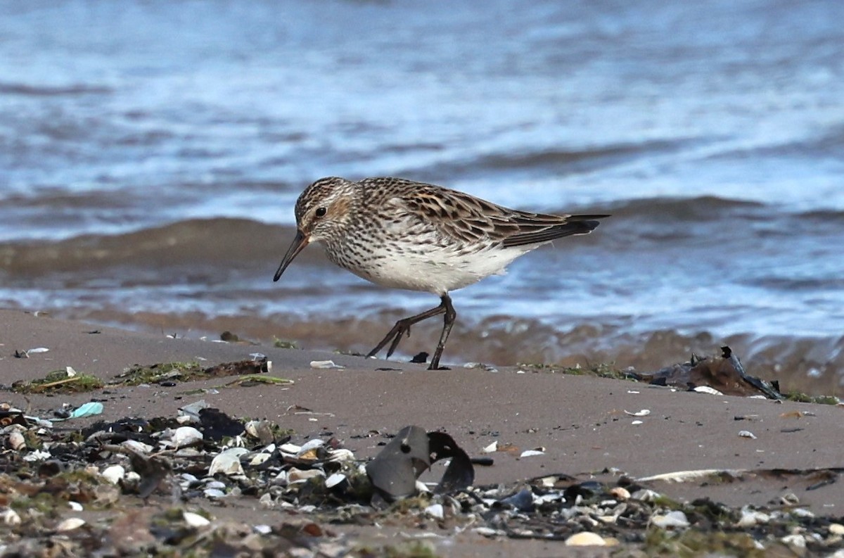 White-rumped Sandpiper - ML622303762