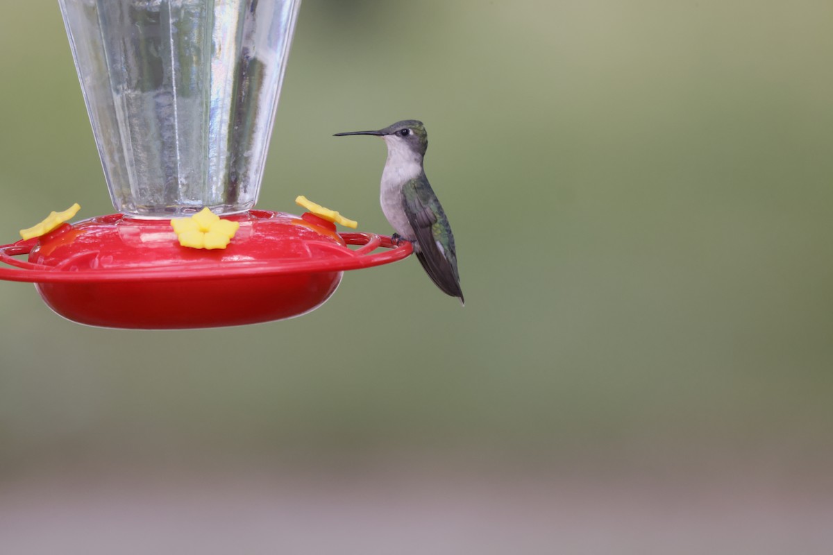 Ruby-throated Hummingbird - ML622303772