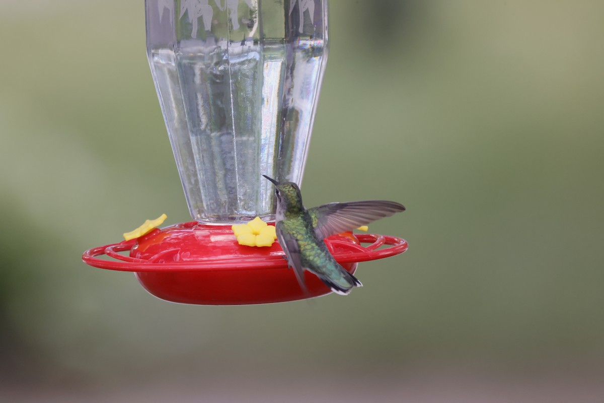 Ruby-throated Hummingbird - ML622303773