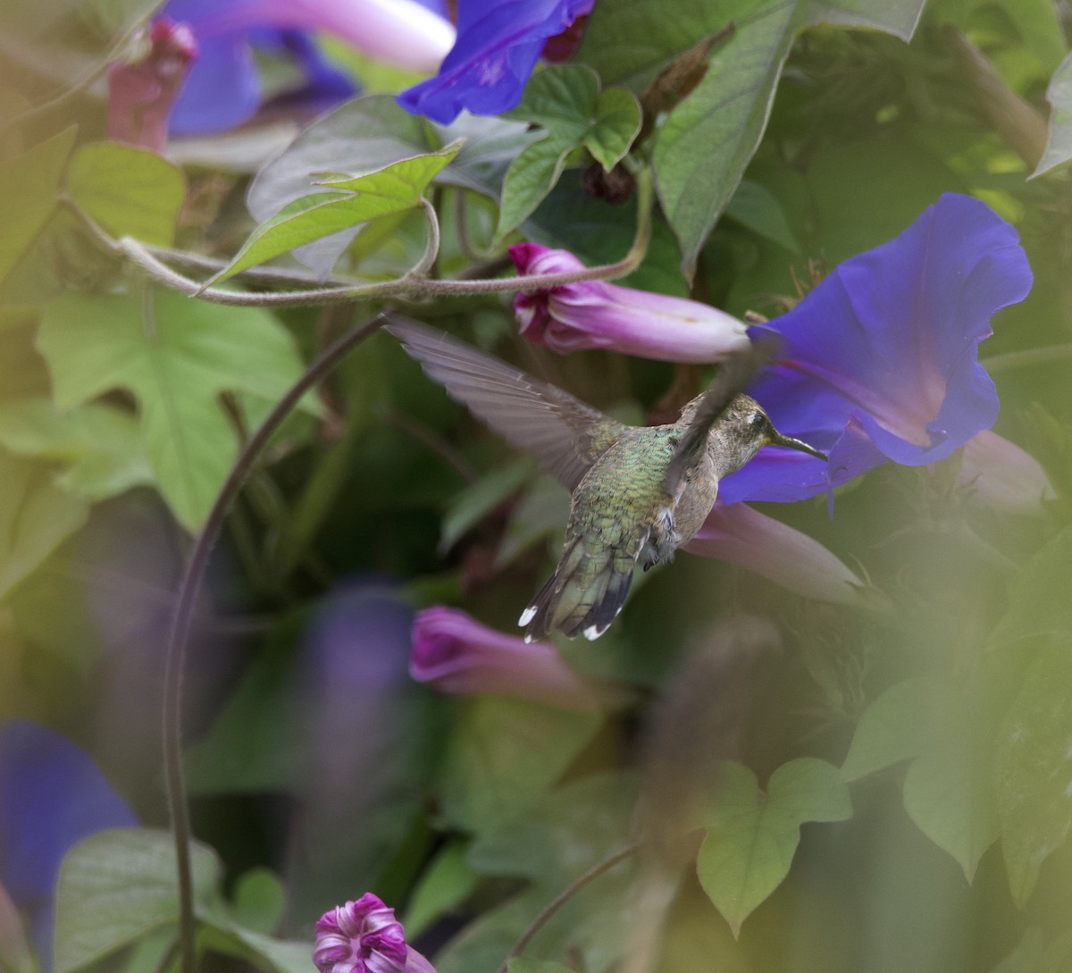 Black-chinned Hummingbird - ML622303782