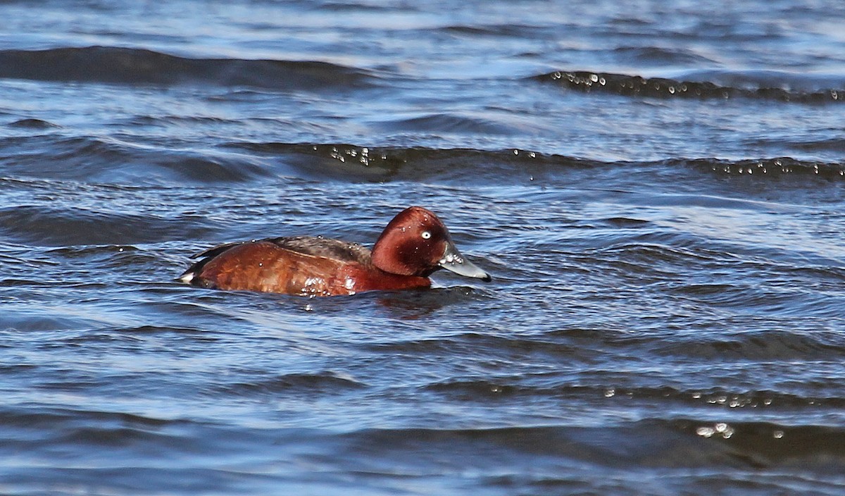 Ferruginous Duck - Jonathan Farooqi