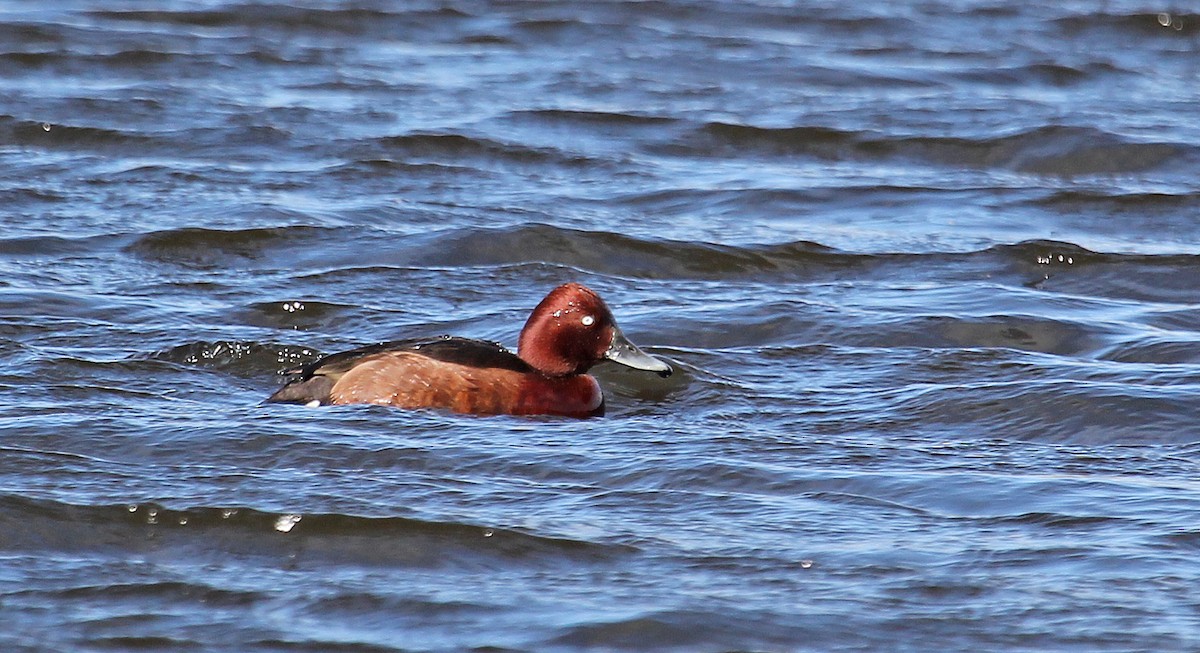 Ferruginous Duck - Jonathan Farooqi