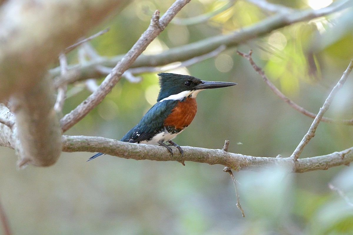 Green Kingfisher - Júlio César Machado