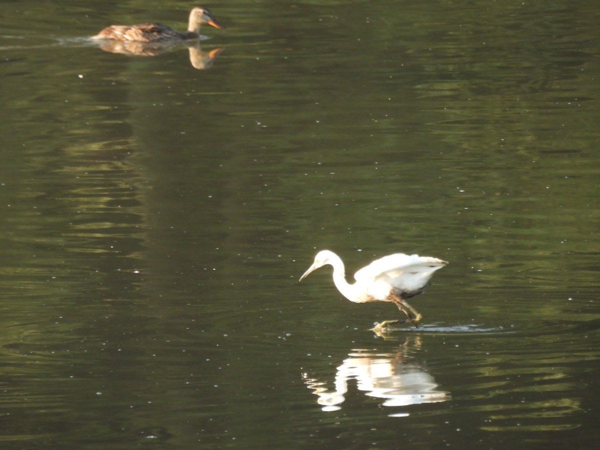 Little Blue Heron - Jerry Hampton