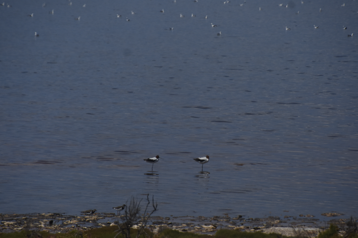 Red-necked Avocet - ML622303945