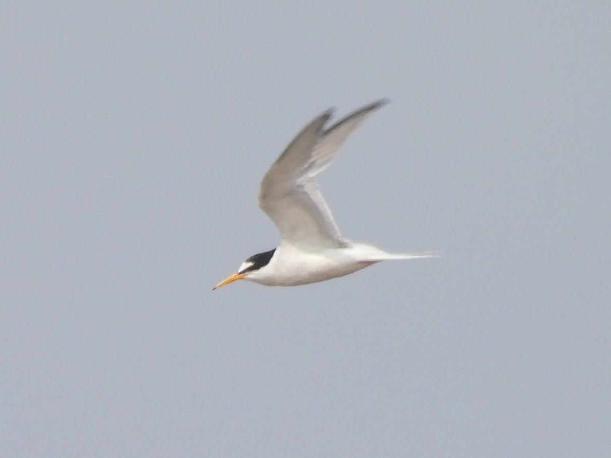 Little Tern - ML622304007