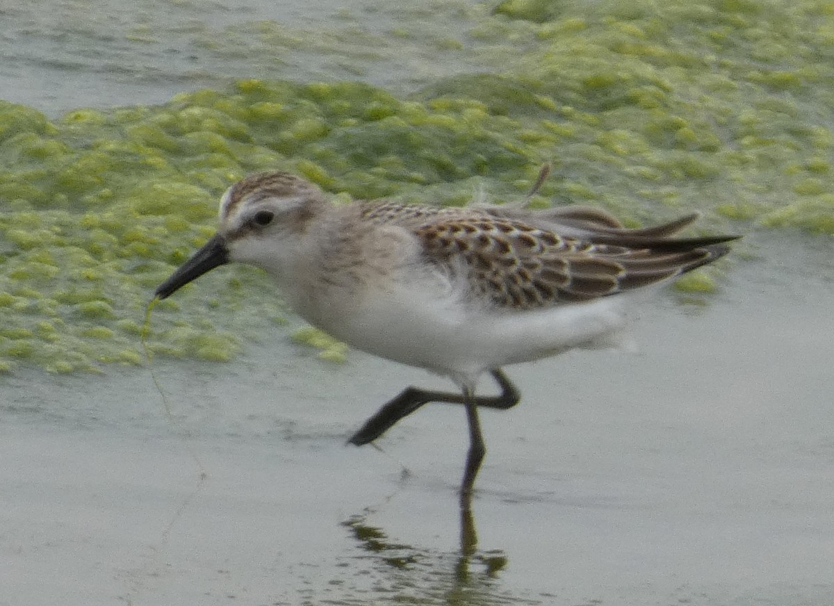 Sandstrandläufer - ML622304017