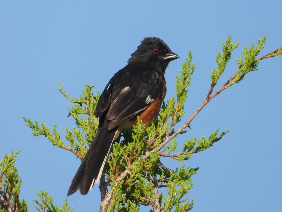 Eastern Towhee - ML622304034