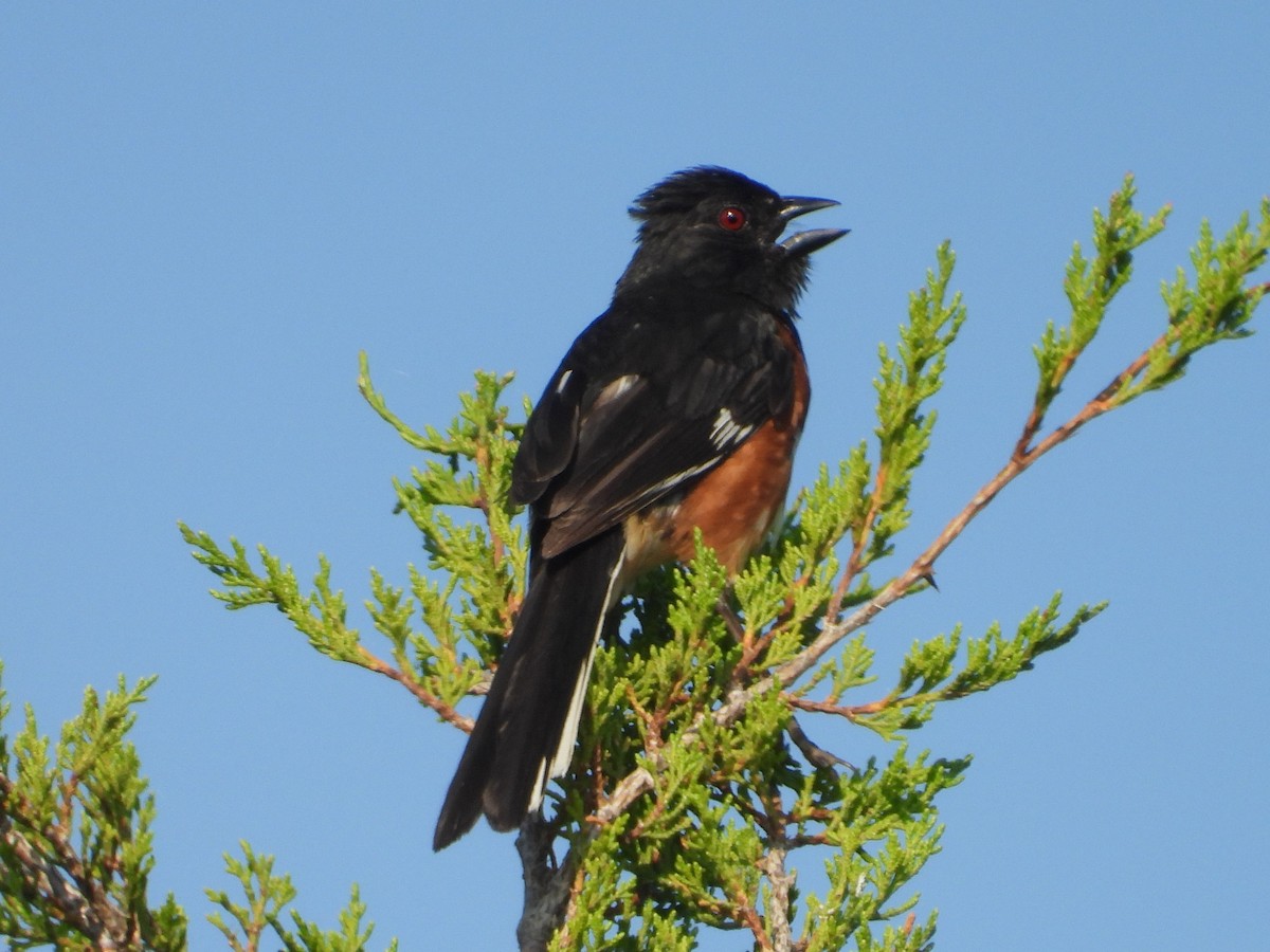 Eastern Towhee - ML622304035