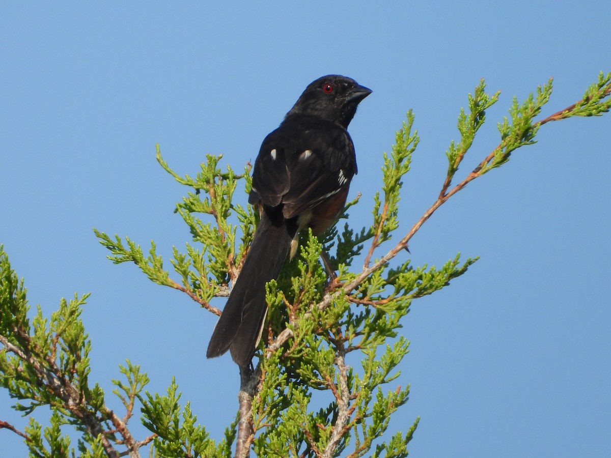 Eastern Towhee - ML622304036