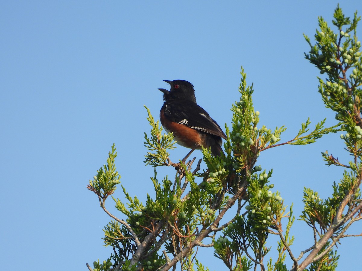 Eastern Towhee - ML622304038