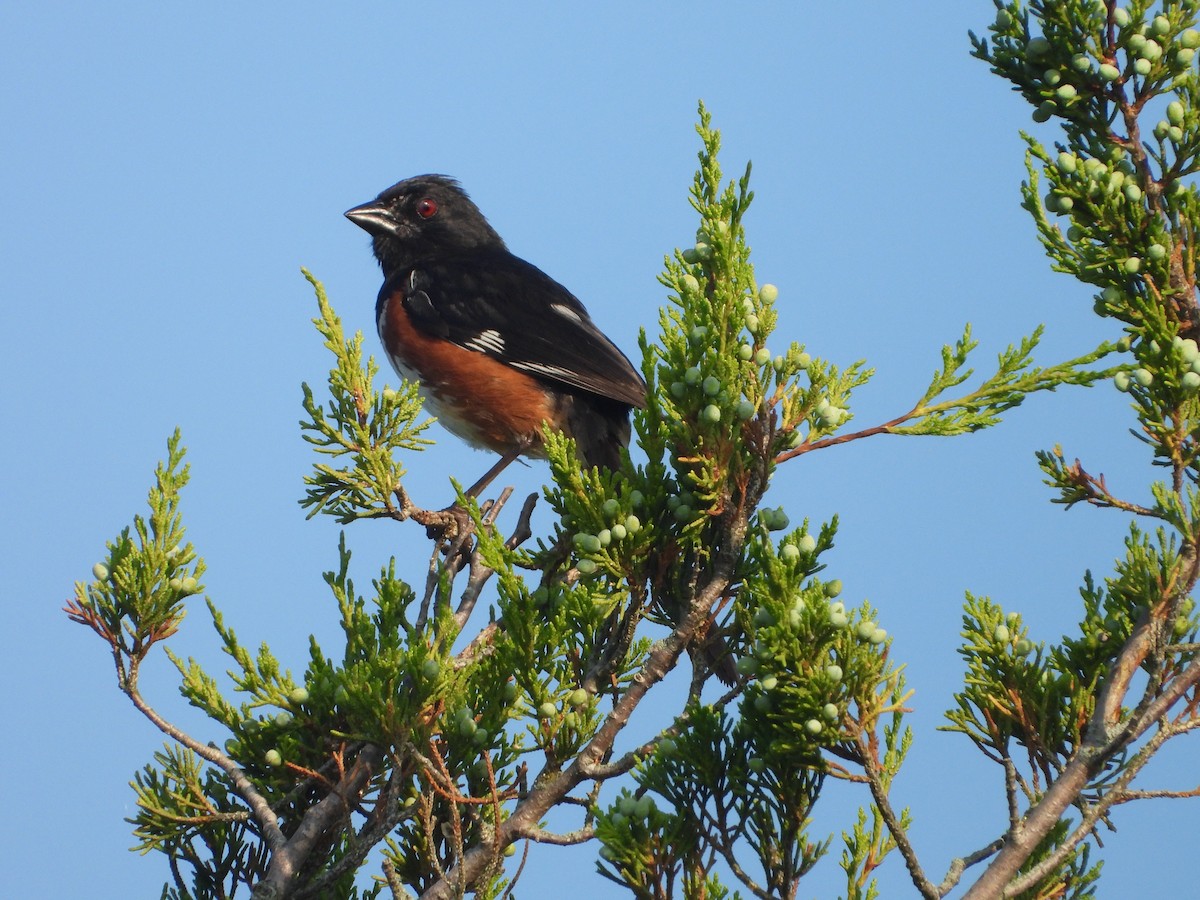 Eastern Towhee - ML622304039