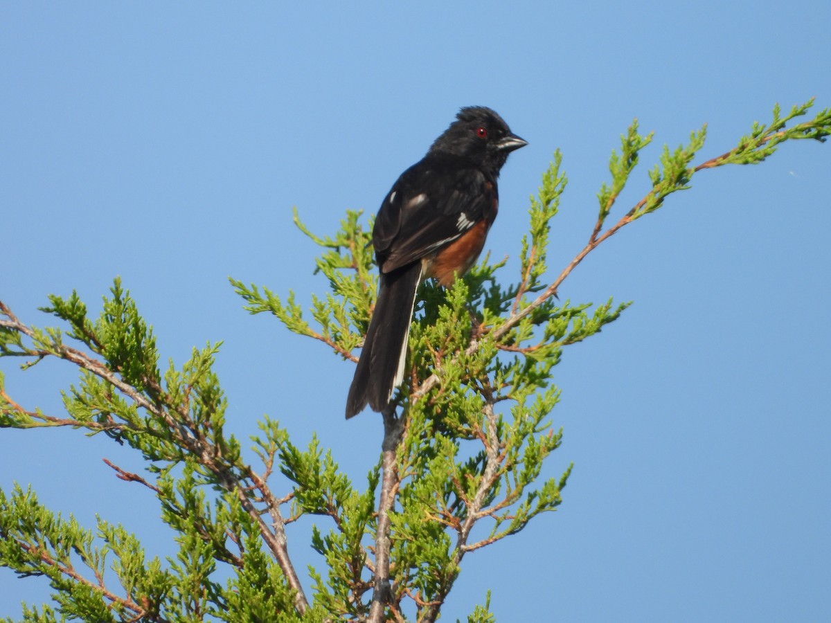 Eastern Towhee - ML622304040