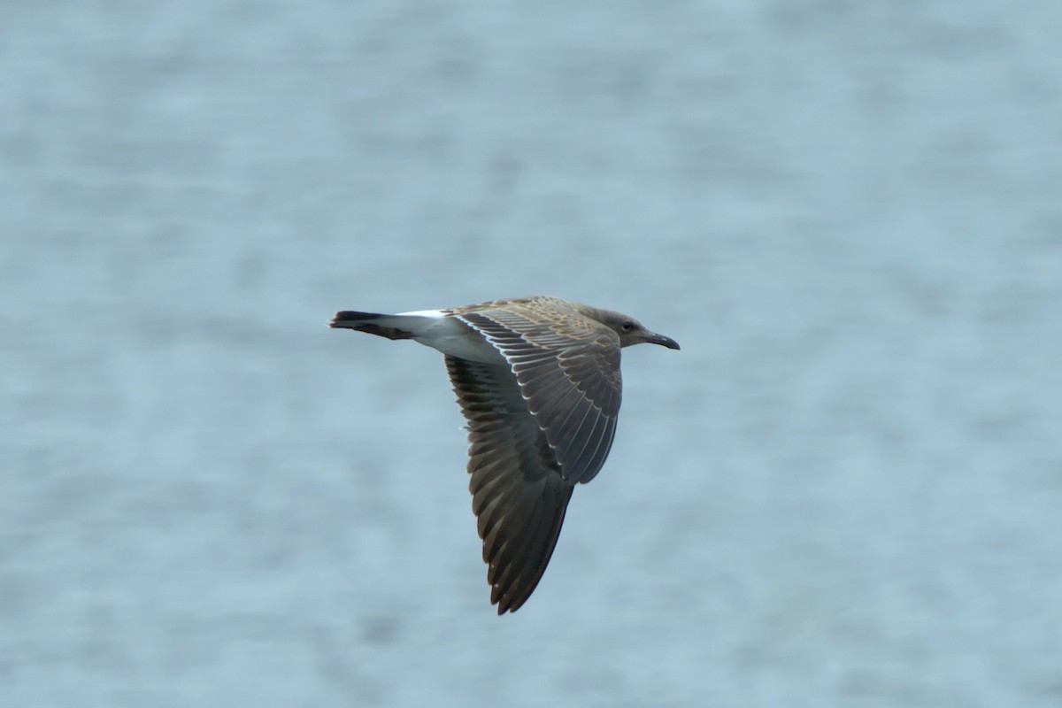 Gaviota Guanaguanare - ML622304047