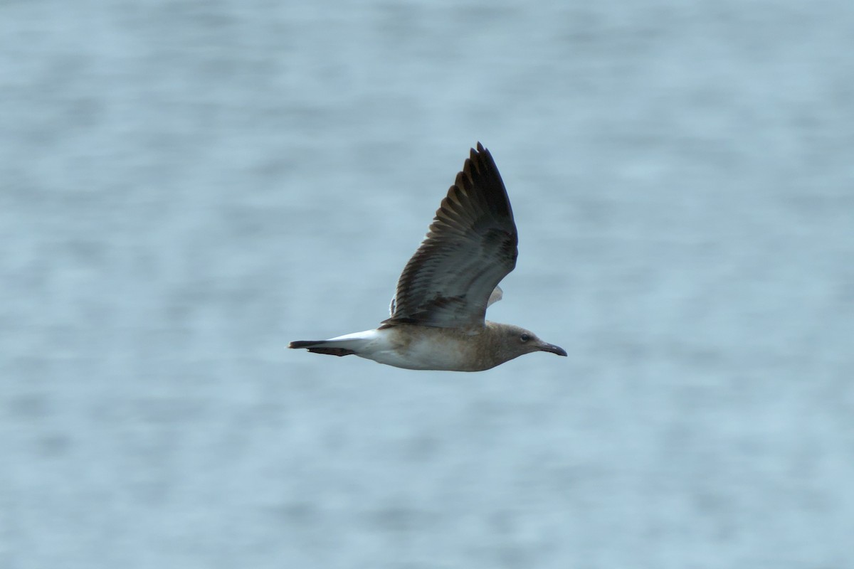 Laughing Gull - ML622304048