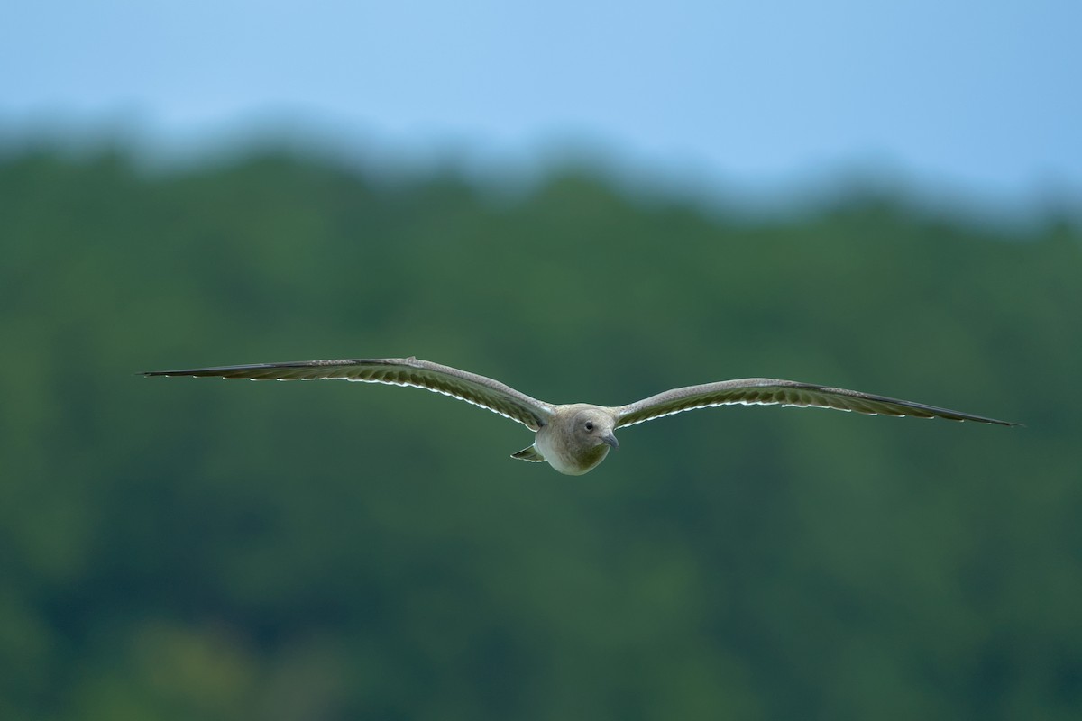 Gaviota Guanaguanare - ML622304049