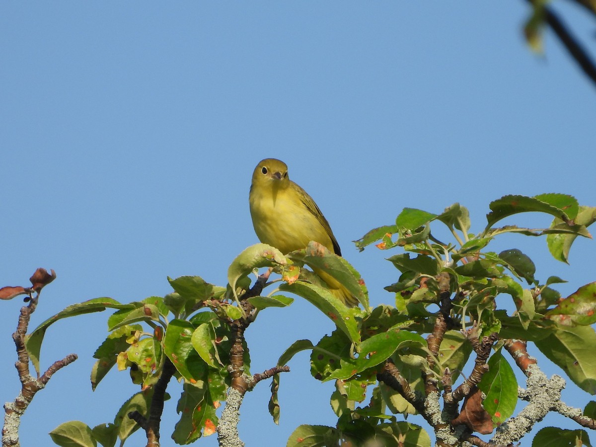 Yellow Warbler - ML622304050