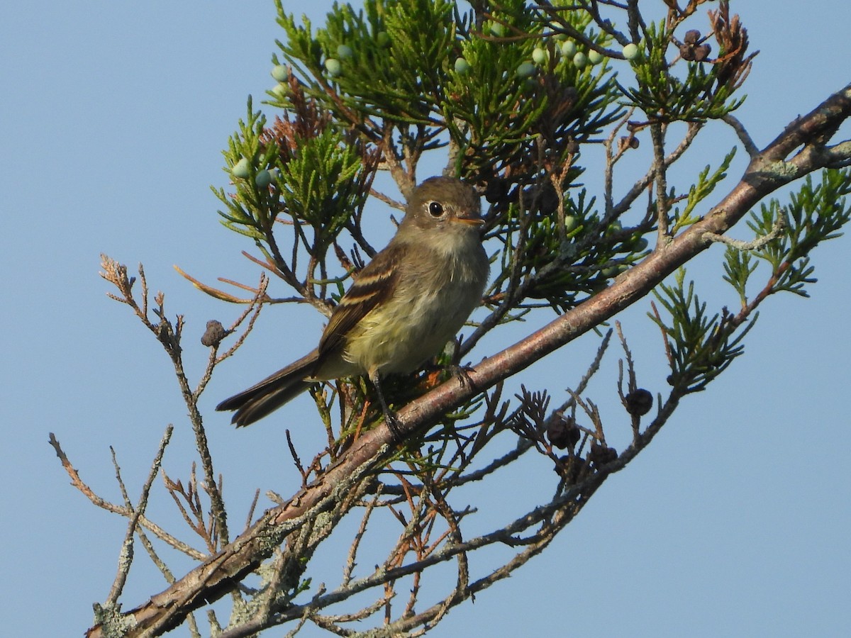 Least Flycatcher - ML622304064