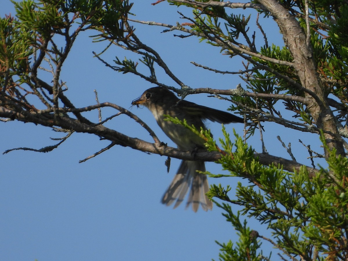 Least Flycatcher - ML622304065