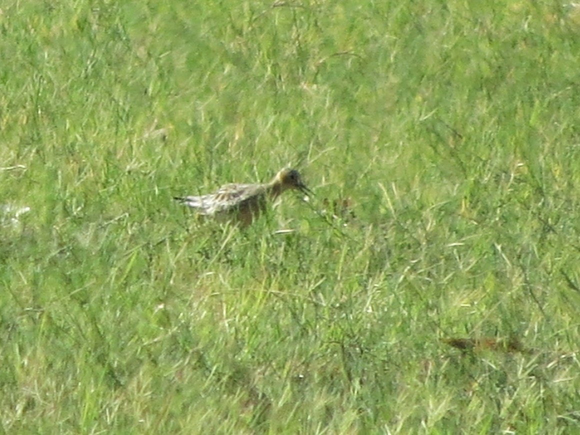 Buff-breasted Sandpiper - Timothy Fennell