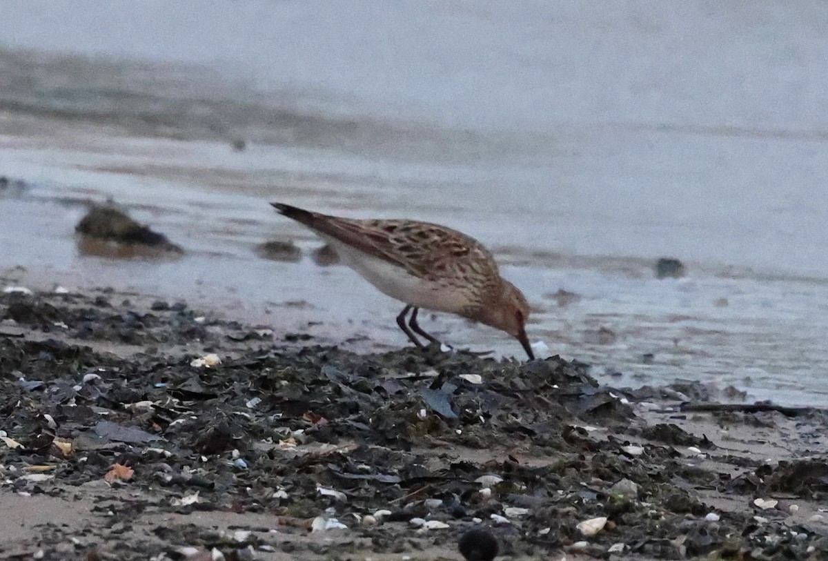 White-rumped Sandpiper - ML622304078