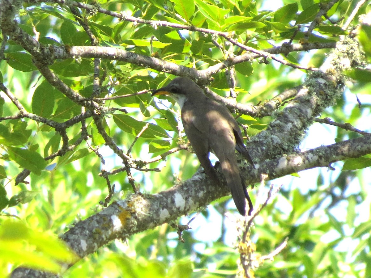 Yellow-billed Cuckoo - Timothy Fennell