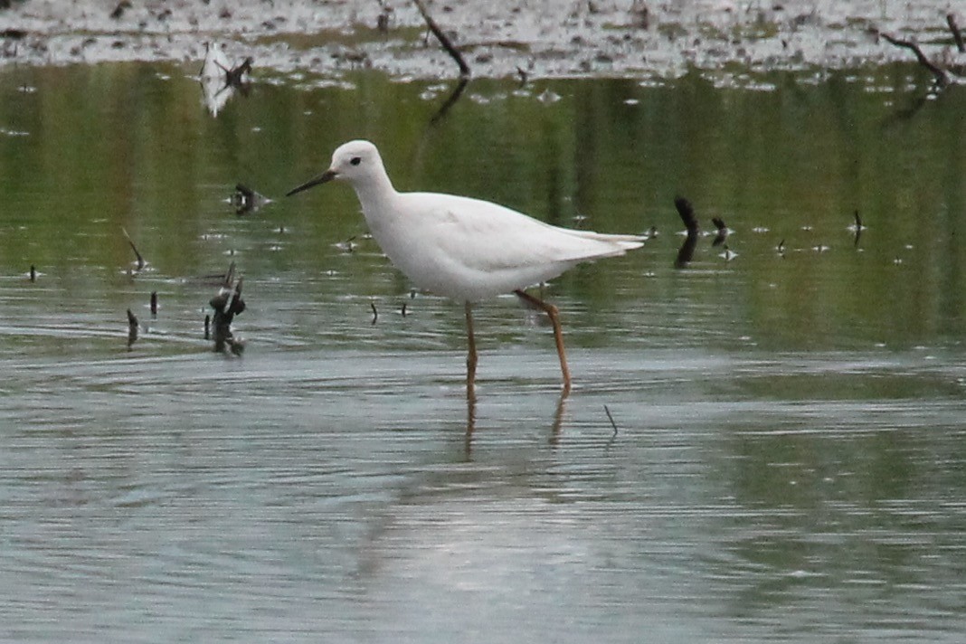 Lesser Yellowlegs - ML622304098