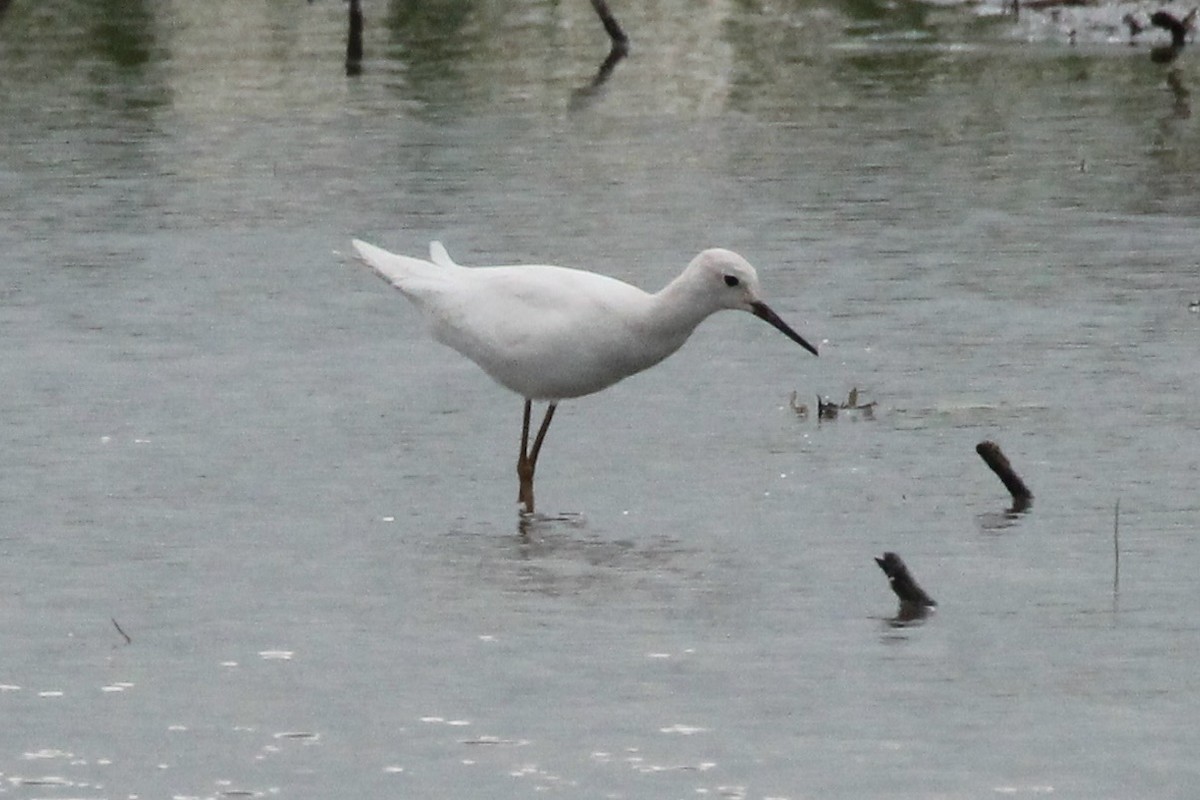 Lesser Yellowlegs - ML622304099