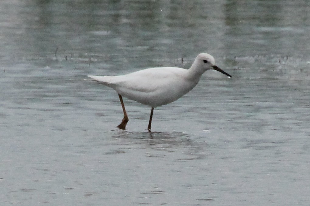 Lesser Yellowlegs - ML622304100