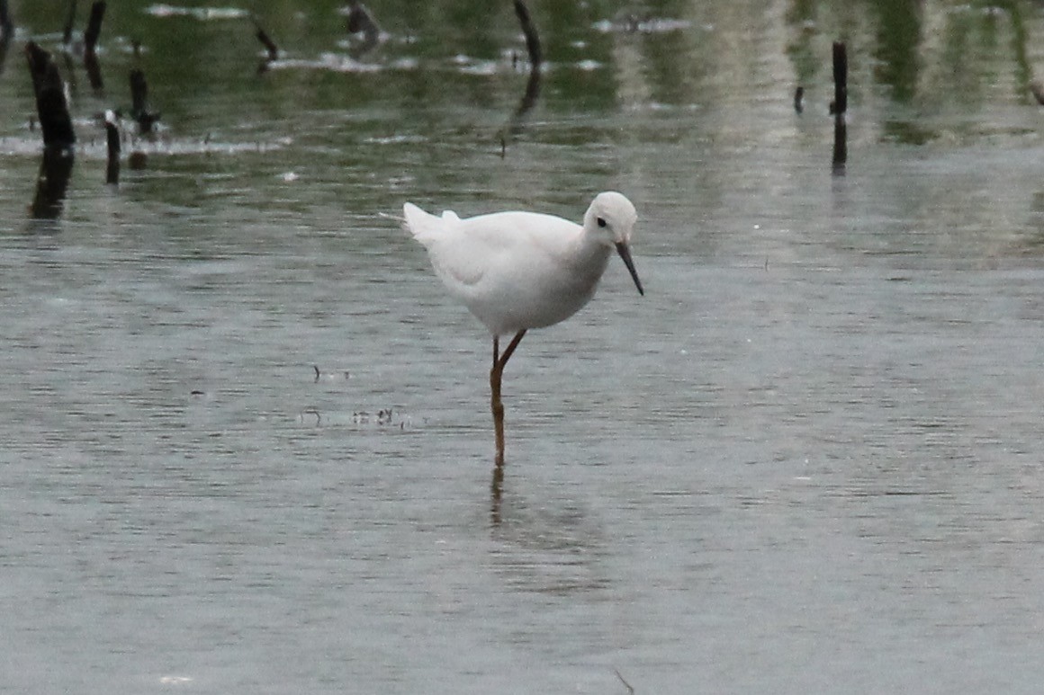 Lesser Yellowlegs - ML622304101