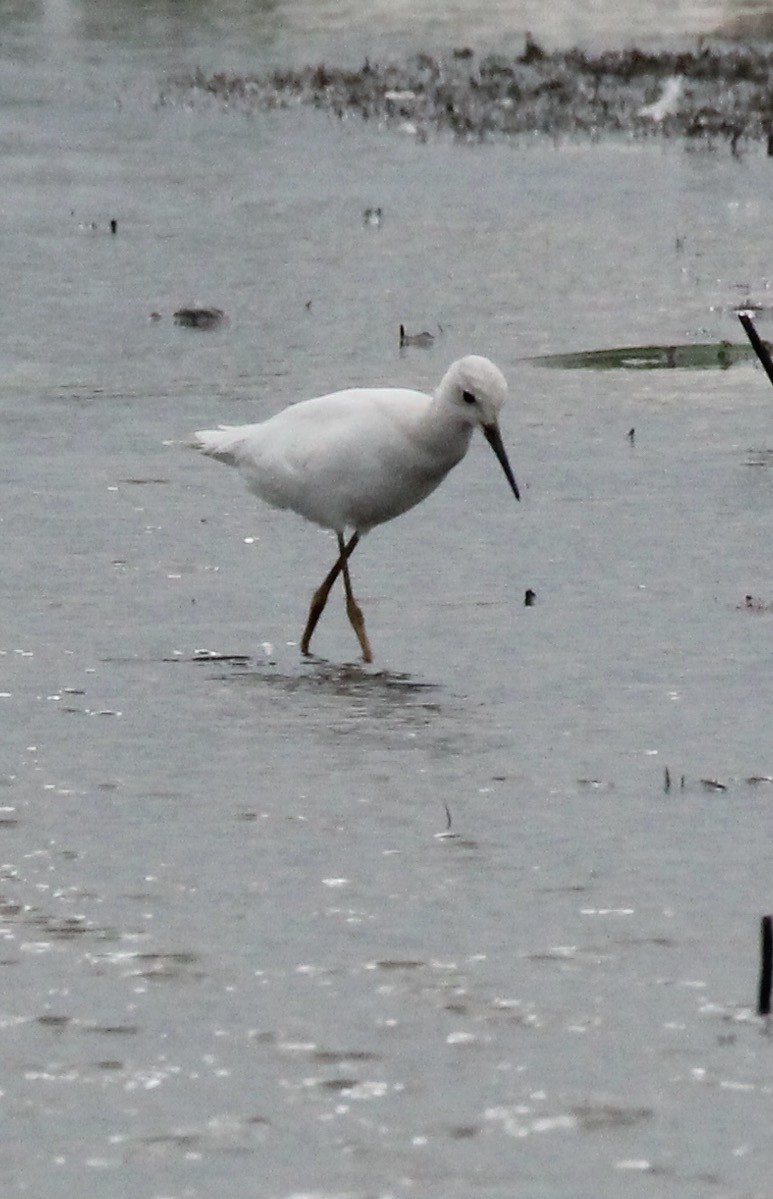 Lesser Yellowlegs - ML622304102